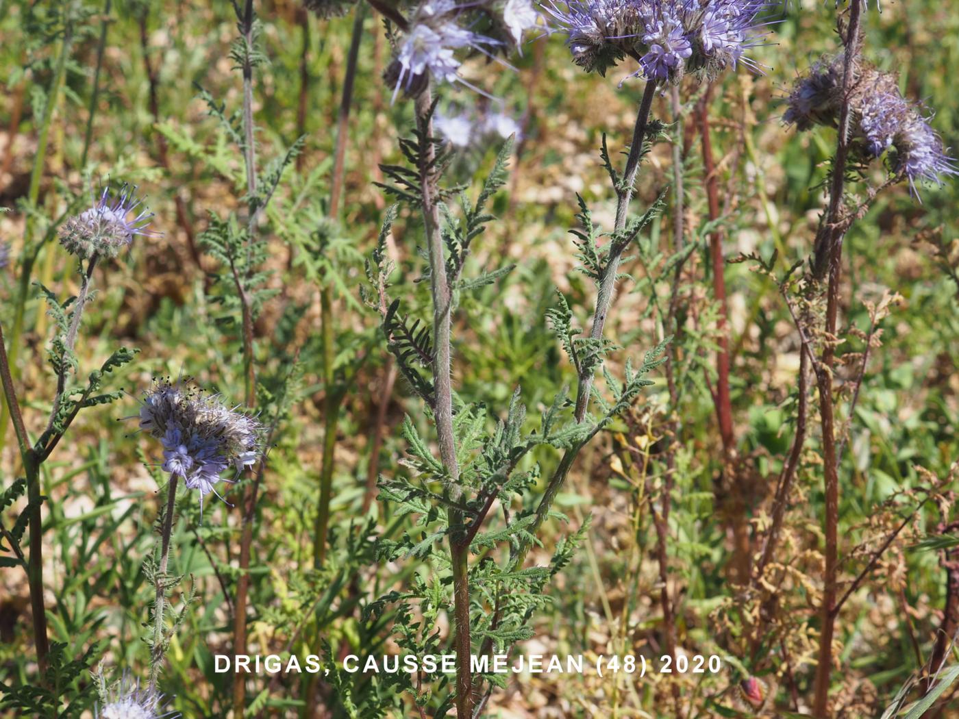 Phacelia leaf